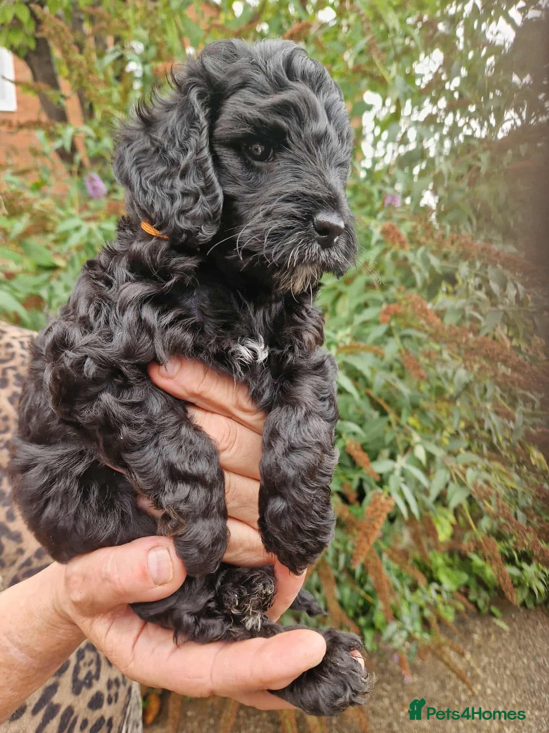Cockapoo dogs for sale: 5 STAR FULLY DNA HEALTH TESTED F1B COCKAPOOS - Image 16