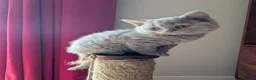 Selkirk Rex cats for sale: 😻 Beautiful Selkirk Rex Kittens 😻 - Advert 11