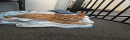 Domestic Shorthair cats for sale: Chaos ginger kitten - Advert 1