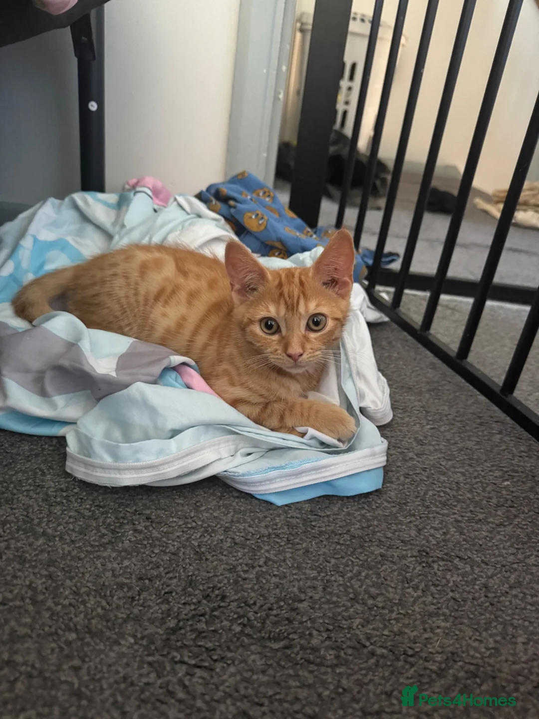 Domestic Shorthair cats for sale: Chaos ginger kitten - Advert 1