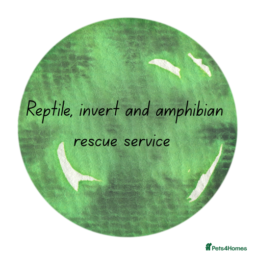 Mixed Breed reptiles Reptile, invert and amphibian rescue service.  - Advert 1