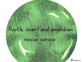 Mixed Breed reptiles - Advert 2