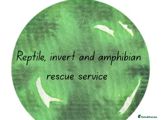 Mixed Breed reptiles Reptile, invert and amphibian rescue service. - Advert 5