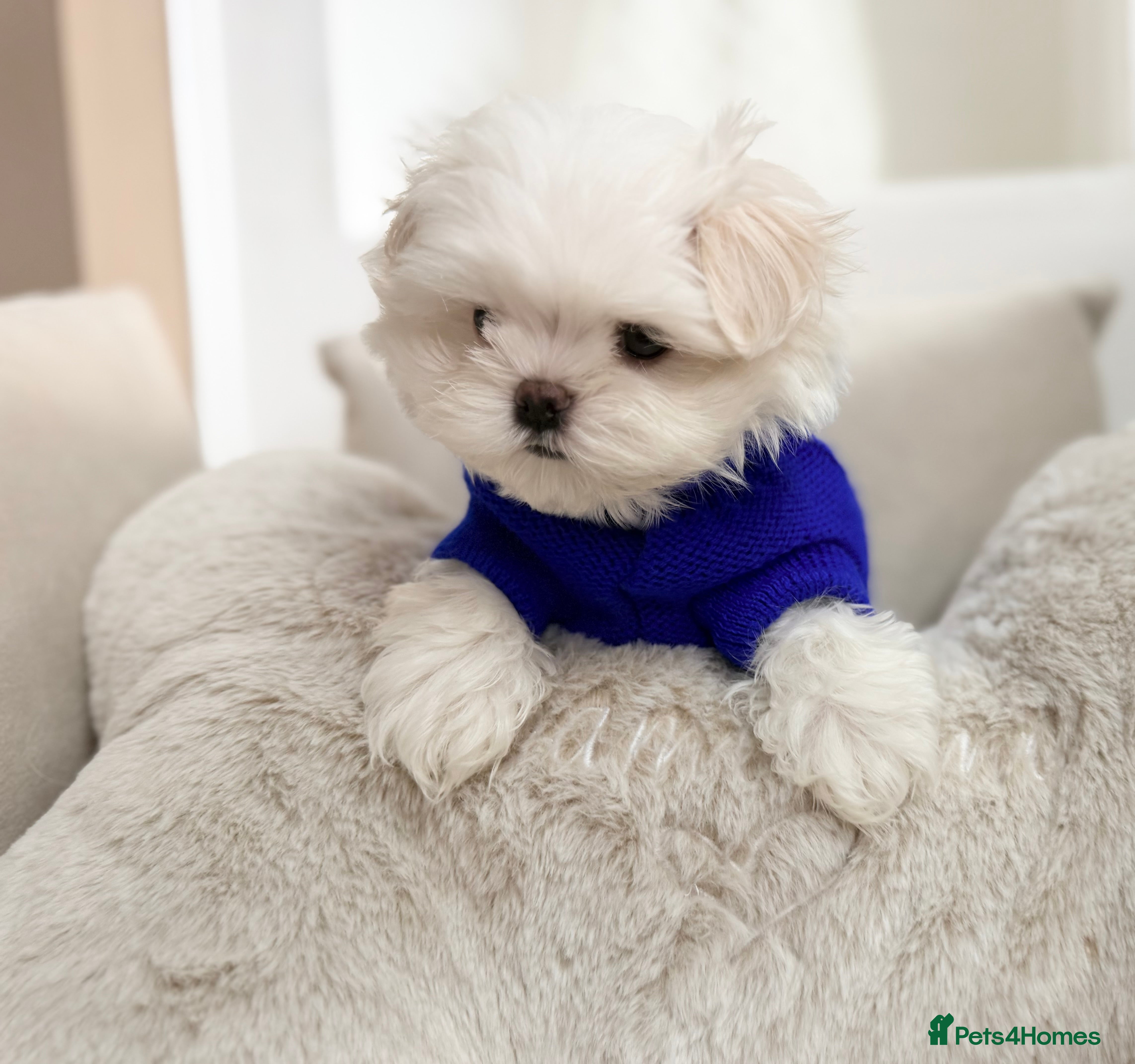 Maltese dogs Bambelina Full Korean Bloodline Maltese - Advert 5