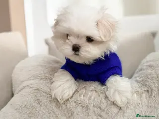 Maltese dogs Bambelina Full Korean Bloodline Maltese - Advert 5