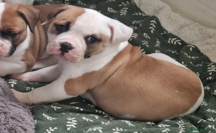 American Bulldog dogs - Advert 1