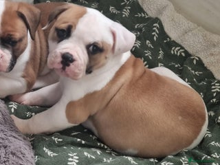 American Bulldog dogs - Advert 2