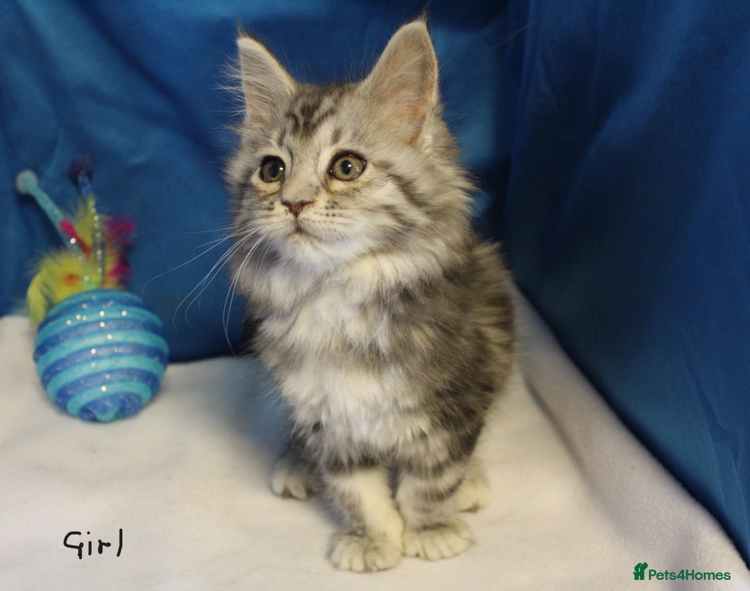 Maine Coon cats for sale: beautiful maine coon kittens - Image 4