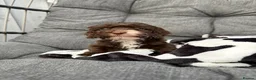 Cockapoo dogs for sale: Toy cockapoo in Nottingham - Advert 6