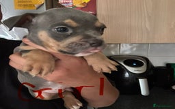 American Bully dogs for sale: Pocket bullies - Image 4