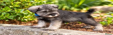 Miniature Schnauzer 2