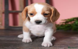 Beagle dogs for sale: Purebred Beagle Puppies - Ready Now! - Image 7