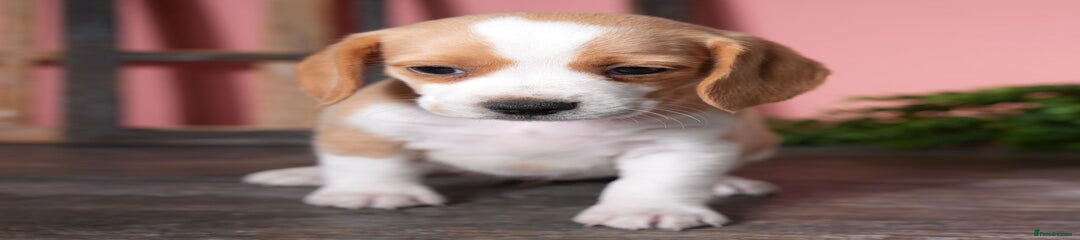Beagle Puppy 5