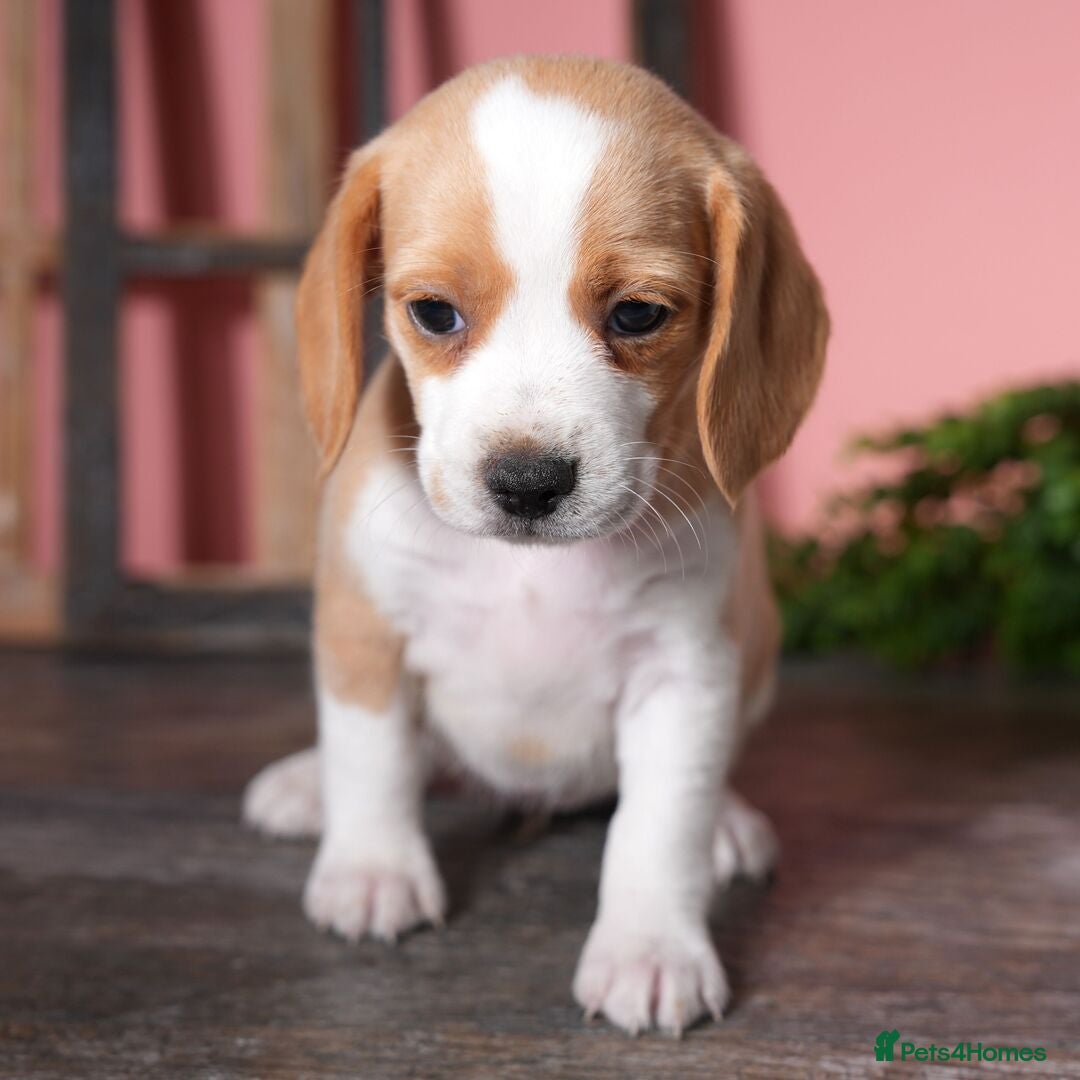Beagle dogs for sale: Purebred Beagle Puppies - Ready Now! - Image 7