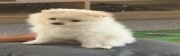 Pomeranian dogs for sale: Beautiful Russian line pomperanians - Advert 15