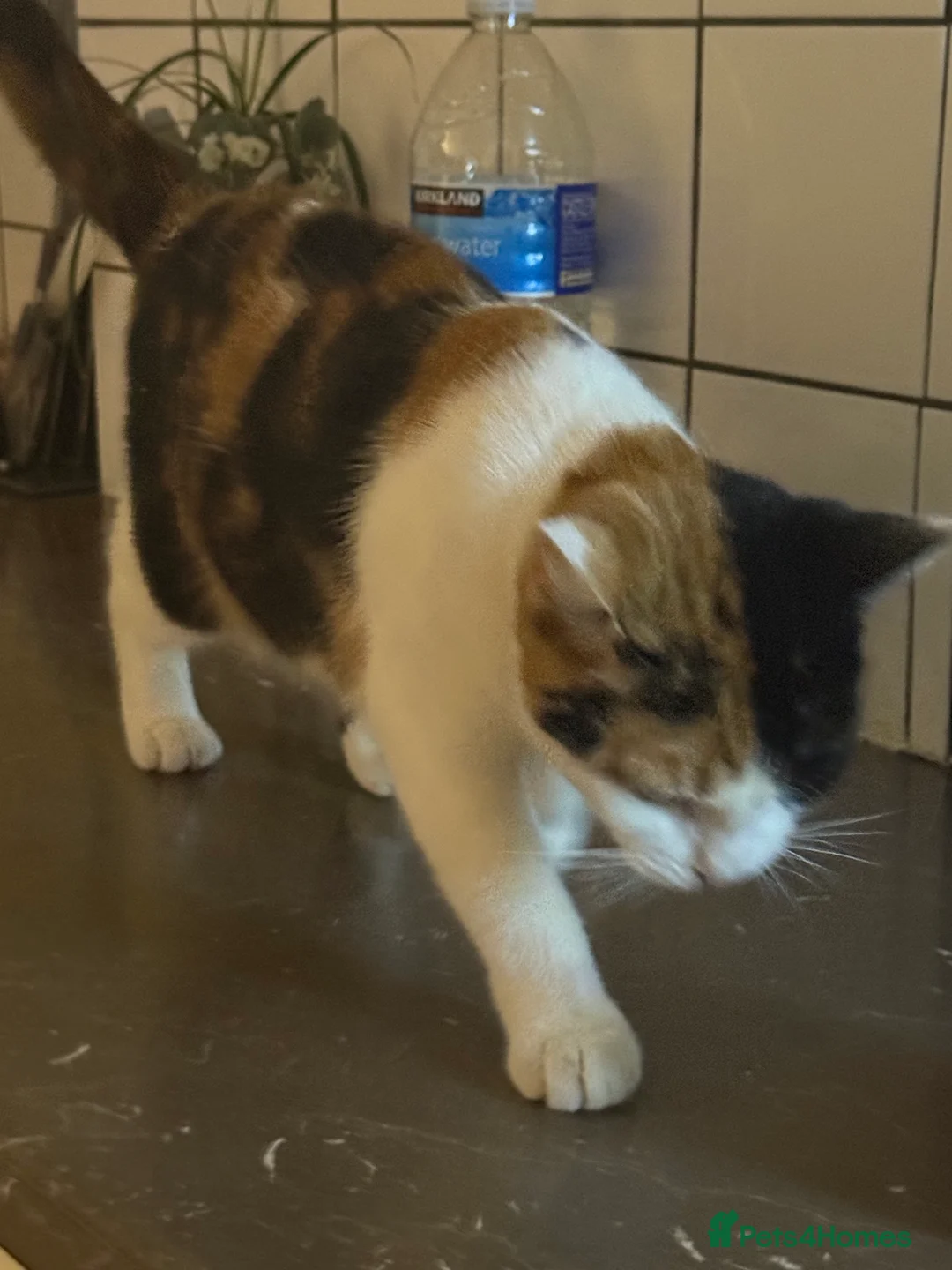 Mixed Breed cats for sale: cat for sale - Advert 1