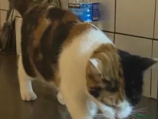 Mixed Breed cats cat for sale - Advert 1