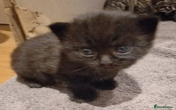 Mixed Breed cats for sale: Gorgeous Mixed Breed Main Coon Kittens  - Image 16