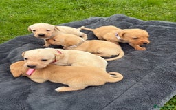 Labrador Retriever dogs for sale: KC Yellow Labradors - Image 13