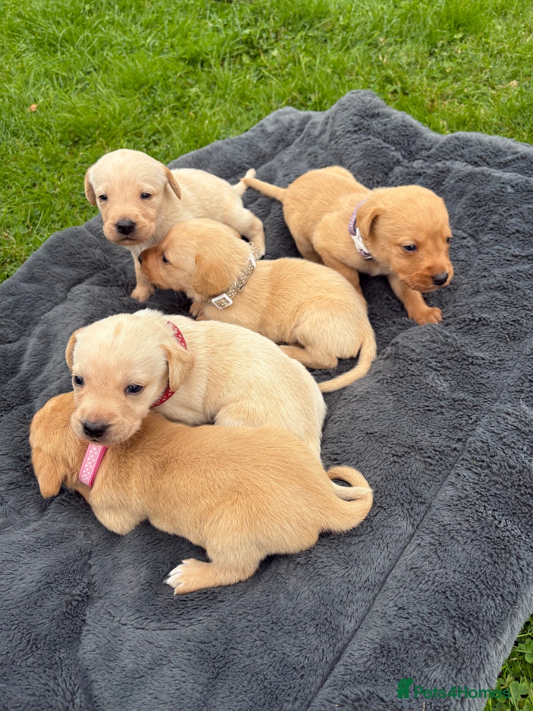 Labrador Retriever dogs for sale: KC Yellow Labradors - Image 13