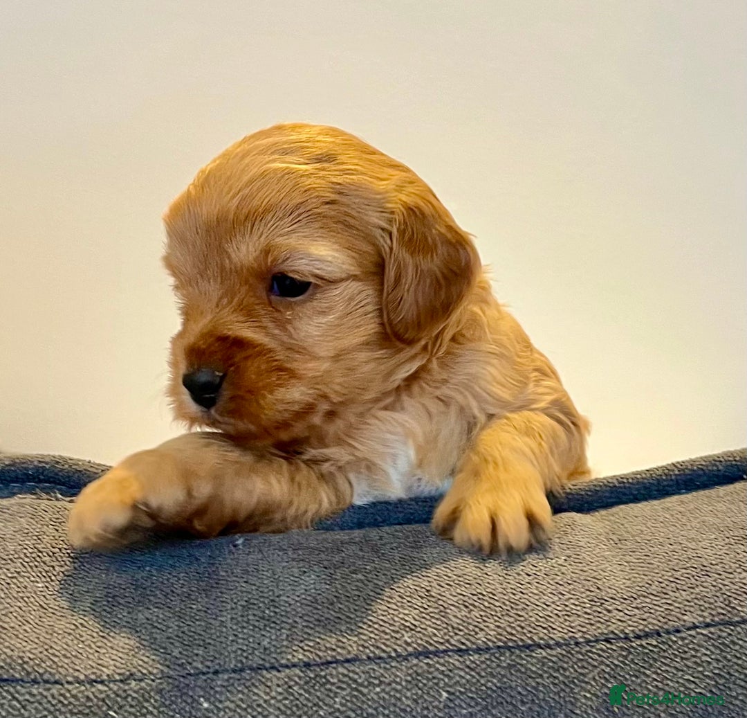 Jackapoo dogs for sale: Jackapoo Puppies - Advert 2