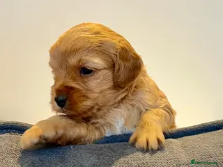 Jackapoo dogs Jackapoo Puppies - Advert 6