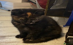 Mixed Breed cats for sale: Friendly kittens ginger boy and  torty girl - Image 16