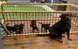 Rottweiler dogs for sale: Rottweiler chunky Puppies *READY TO LEAVE* - Image 21