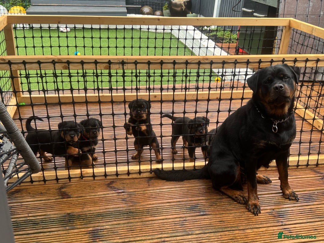 Rottweiler dogs for sale: Rottweiler chunky Puppies *READY TO LEAVE* - Image 21