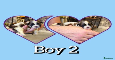 Shih Tzu dogs - Advert 11