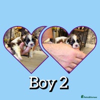 Shih Tzu dogs - Advert 8