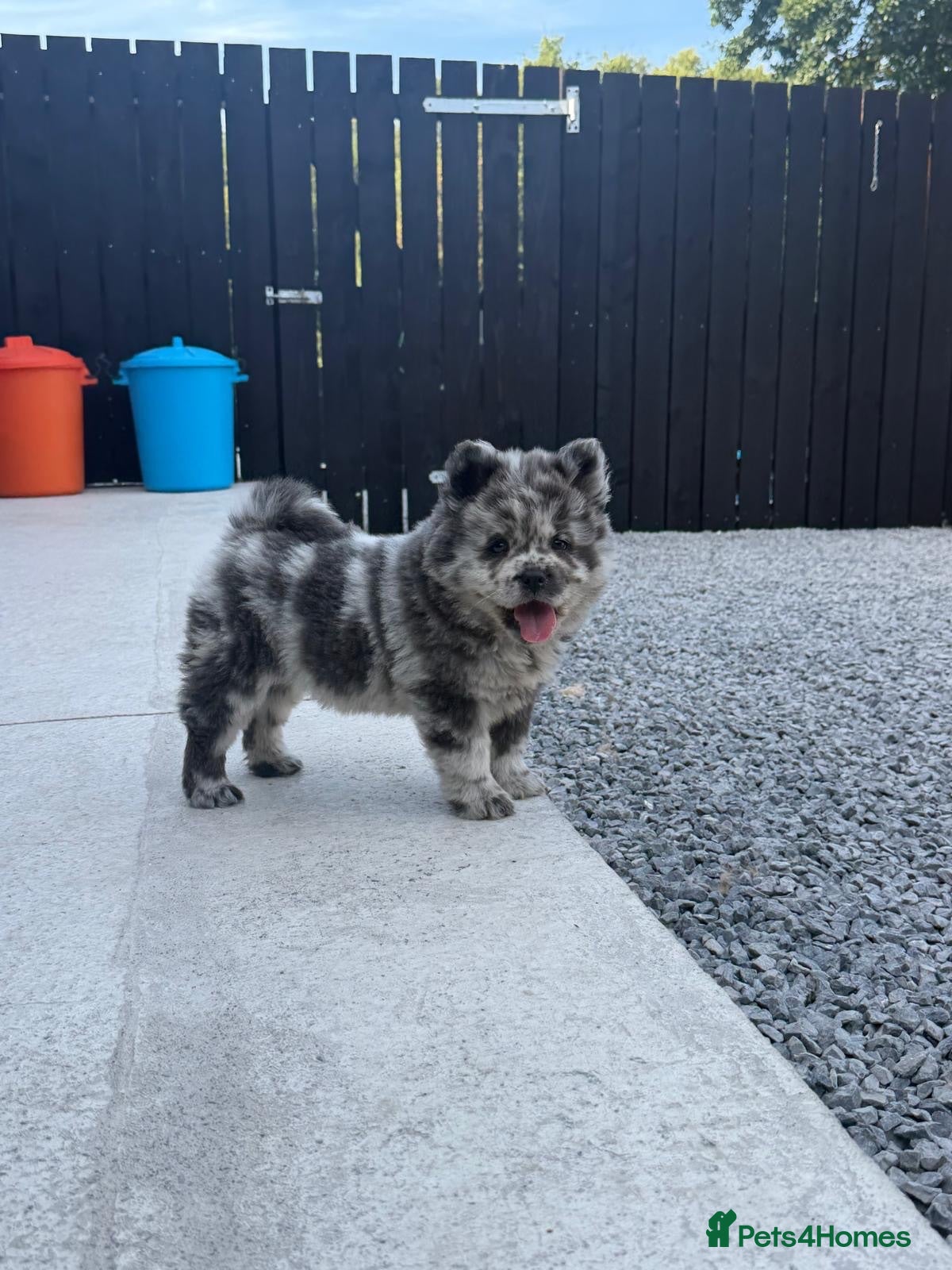 Chow Chow dogs Exotic colour pure chow chow puppies for sale  - Advert 2