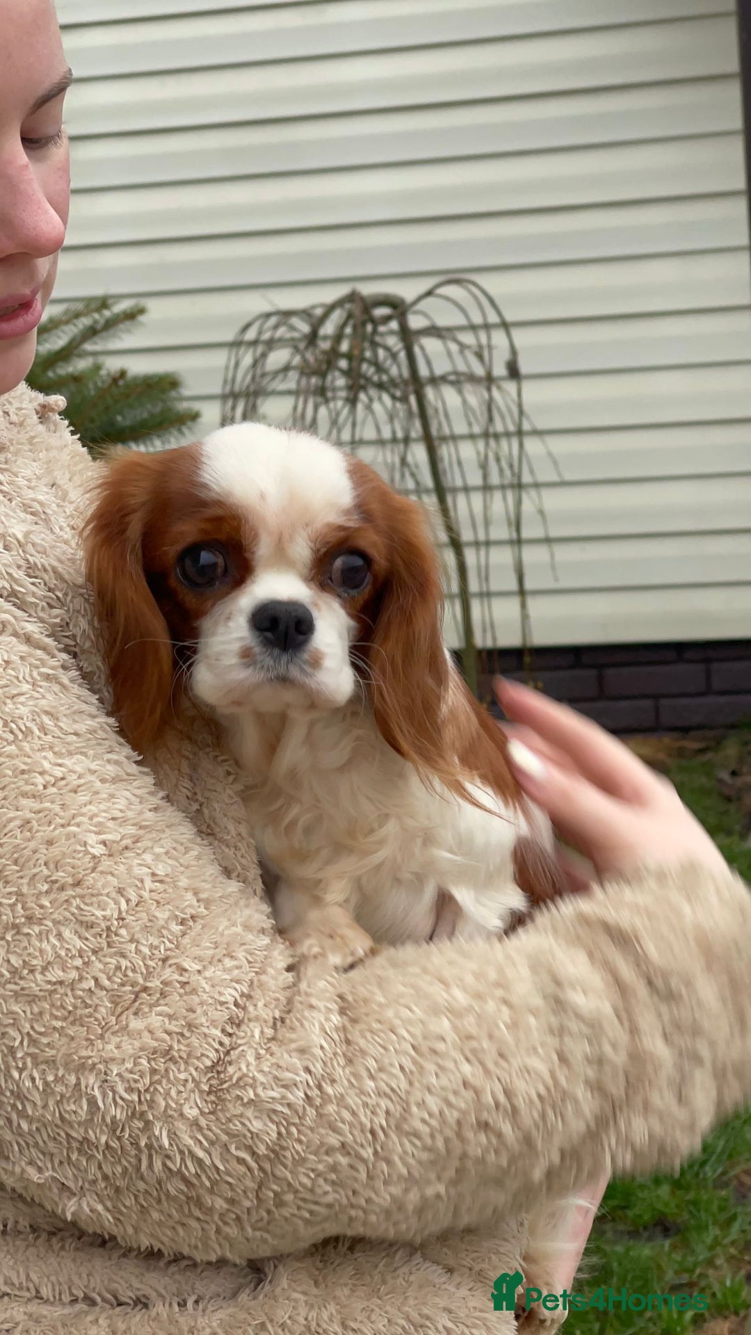 Cavalier King Charles Spaniel dogs for adoption: NOVA – Cavalier King Charles Spaniel (Female) - Advert 4