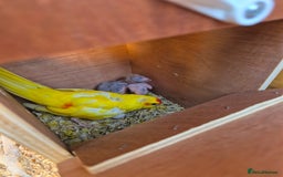 Parakeets birds for sale: Kakariki Parakeets  - Image 13