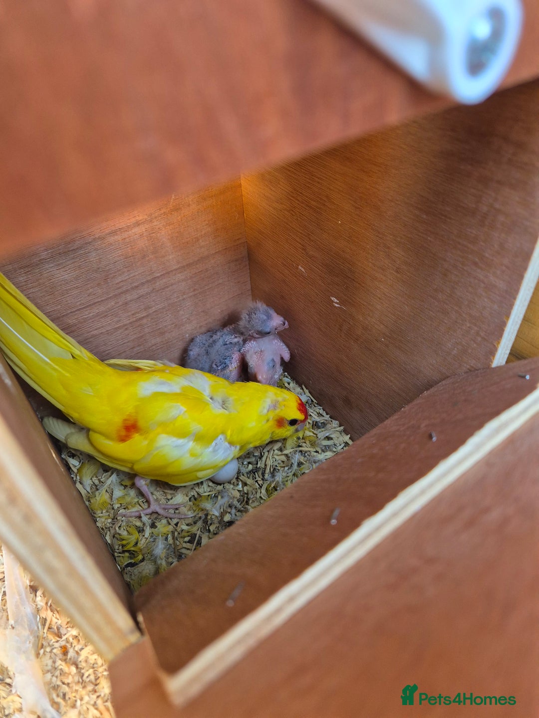 Parakeets birds for sale: Kakariki Parakeets  - Image 13