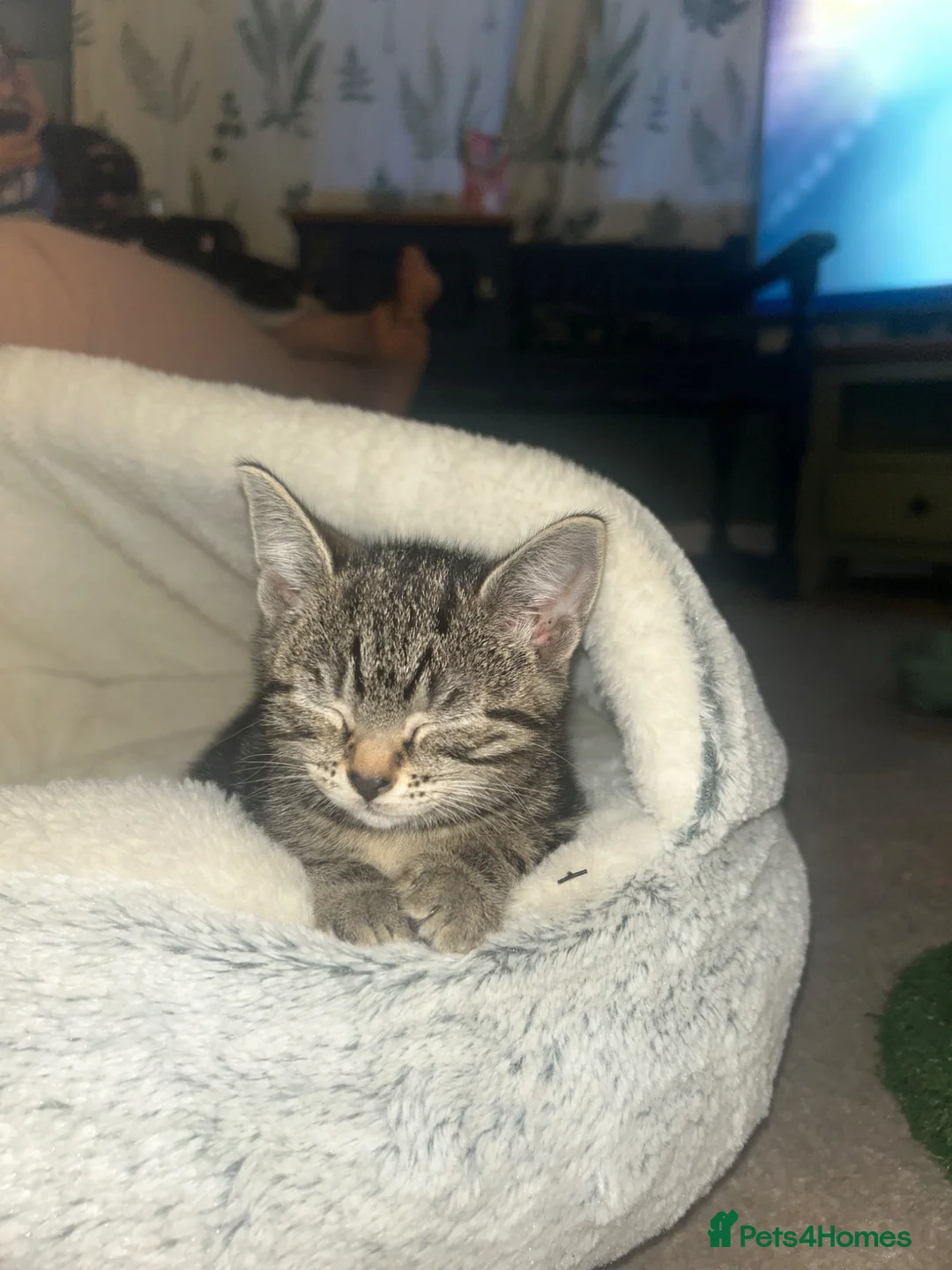 Mixed Breed cats for sale: Beautiful tabby British shorthair cross in Bury - Advert 2