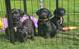 Springador dogs for sale: 💥FULL HEALTH TESTED BLACK SPRINGERDORS FOR SALE💥 in Market Drayton - Image 11