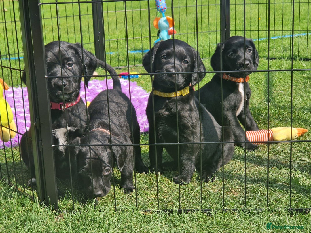 Springador dogs for sale: 💥FULL HEALTH TESTED BLACK SPRINGERDORS FOR SALE💥 in Market Drayton - Image 11