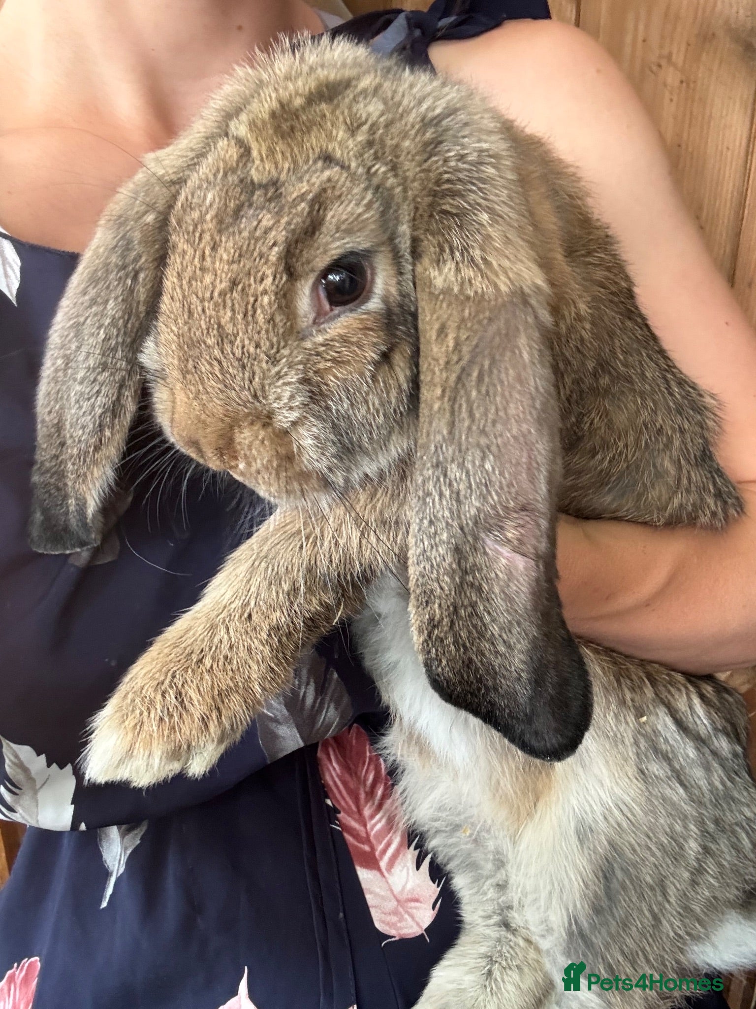 French Lop rabbits Quality Giant French Lops Ready - Advert 2