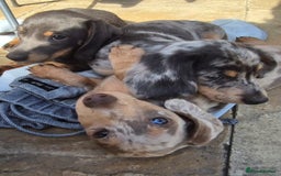 Dachshund dogs for sale: Dachshund puppies  - Image 4