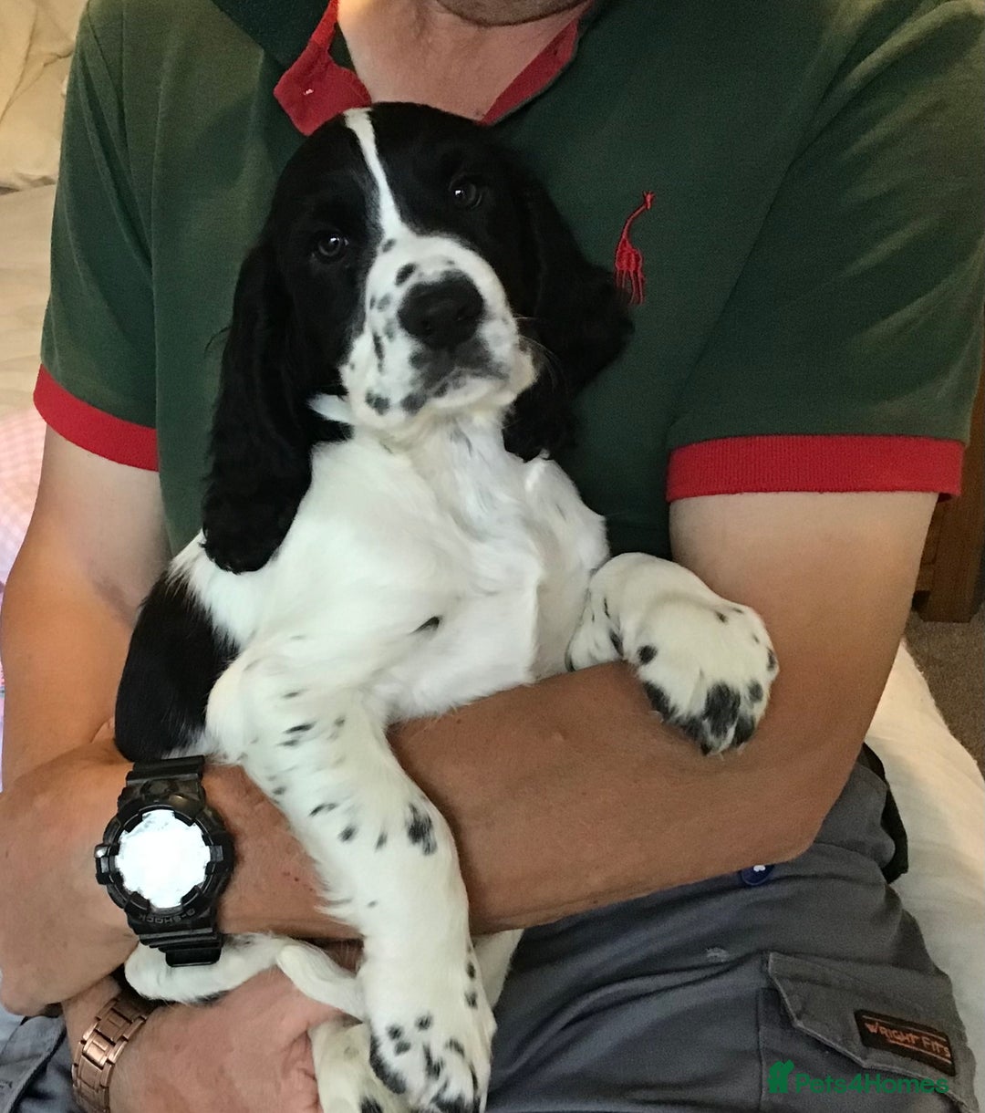 Cocker Spaniel dogs for sale: LAST PUPPY, READY 2 GO, 5* COCKER SPANIELS - Image 16