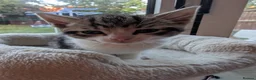British Shorthair cats for sale: Beautiful British Short Hair Kittens for Sale in Ilford - Advert 8