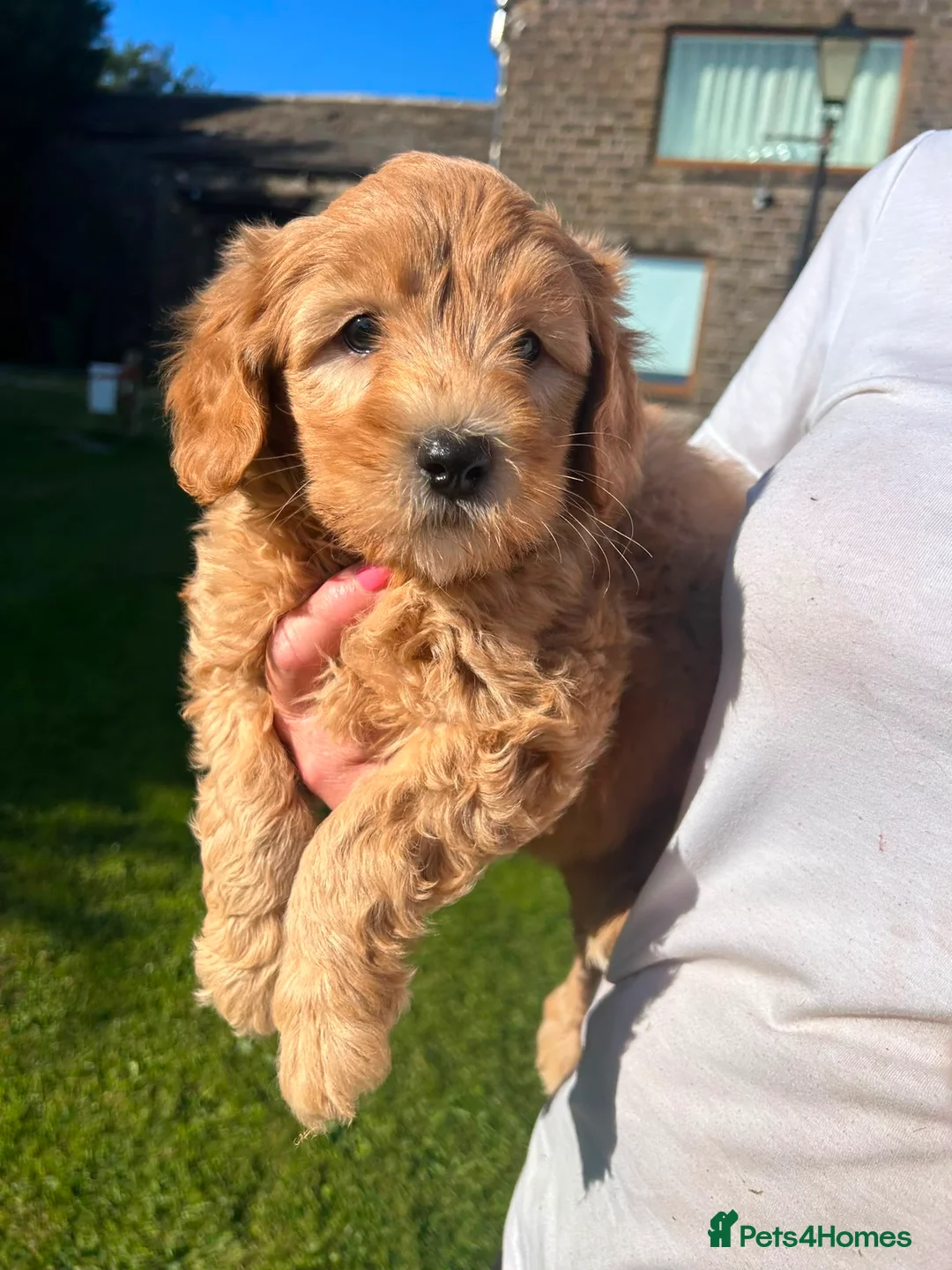 Labradoodle dogs for sale: Gorgeous healthy vet checked labradoodle puppies - Advert 1