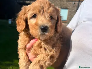 Labradoodle dogs Gorgeous healthy vet checked labradoodle puppies - Advert 4