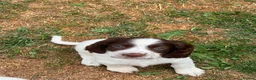 English Springer Spaniel dogs for sale: HEALTH TESTED QUALITY ENGLISH SPRINGER SPANIELS  - Advert 20