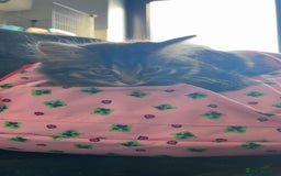 British Longhair cats for sale: Kittens for sale  - Image 3