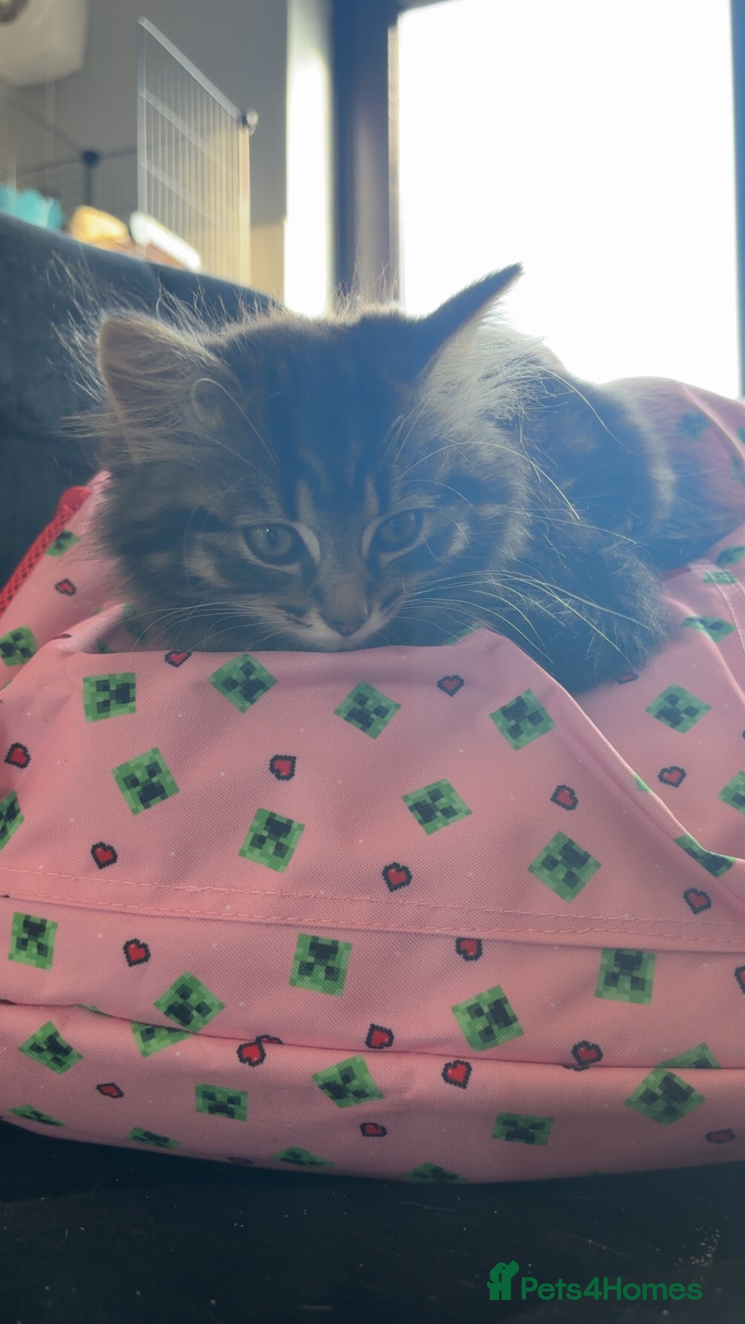 British Longhair cats for sale: Kittens for sale  - Image 3