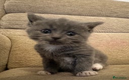 Ragdoll cats for sale: Beautiful persian ragdolls  - Advert 5