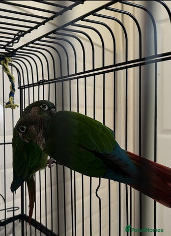 Conures birds - Advert 3