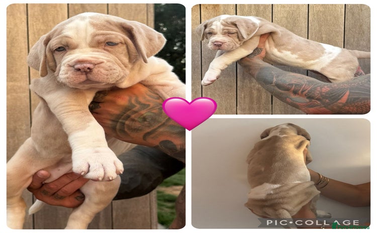 Mastiff dogs - Advert 1